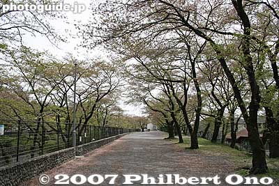 Walking path parallel to Tamagawa Josui Aqueduct. These are all cherry trees.
Keywords: tokyo hamura tamagawa river josui canal