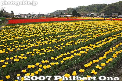 Tulips everywhere. The Tulip Festival started in 1988 when a group started a flower and greenery campaign in the city.
Keywords: tokyo hamura tulip matsuri flowers festival