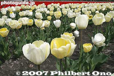 Big, bulbous white ones.
Keywords: tokyo hamura tulip matsuri flowers festival