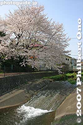 Cherry blossoms and Ochiai River
Keywords: tokyo higashikurume sakura cherry blossom river
