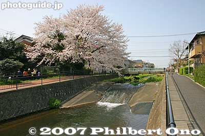 Cherry blossoms and Ochiai River
Keywords: tokyo higashikurume sakura cherry blossom river