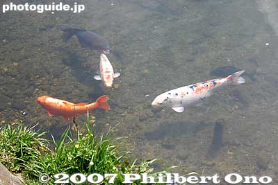 Koi in Ochiai River
Keywords: tokyo higashikurume fish carp koi river
