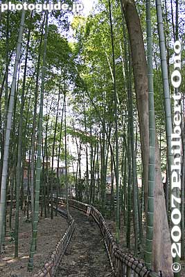 Keywords: tokyo higashikurume takebayashi bamboo grove forest