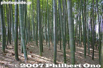 Bamboo forest, Higashikurume, Tokyo
Keywords: tokyo higashikurume takebayashi bamboo grove forest japannature