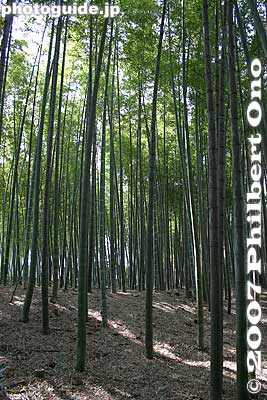 Keywords: tokyo higashikurume takebayashi bamboo grove forest