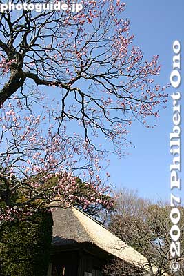 Plum tree and Shoren'an
Keywords: tokyo hino mogusaen garden plum blossom flowers
