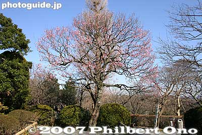 One of the few plum trees in bloom in early Feb.
Keywords: tokyo hino mogusaen garden plum blossom flowers