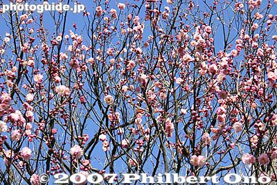 Plum blossoms
Keywords: tokyo hino mogusaen garden plum blossom flowers