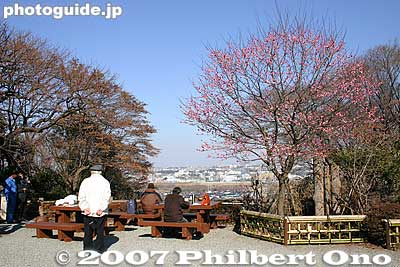 View of the city
Keywords: tokyo hino mogusaen garden plum blossom flowers