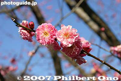 Keywords: tokyo hino mogusaen garden plum blossom flowers
