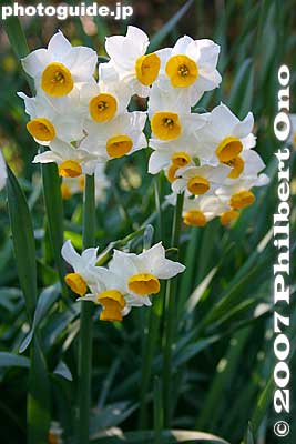 Daffodil スイセン
Keywords: tokyo hino mogusaen garden flowers