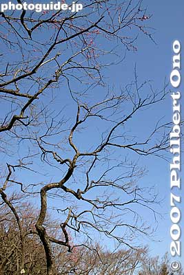 Bare trees
Keywords: tokyo hino mogusaen garden tree