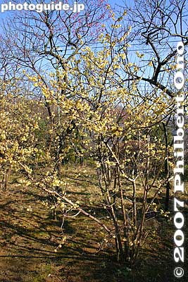 Yellow plum blossoms
Keywords: tokyo hino mogusaen garden plum blossoms flower