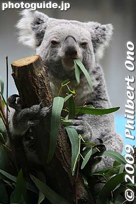 Keywords: tokyo hino tama zoo animals koala