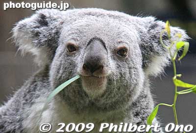 Hello there, I love my eucalyptis leaves...
Keywords: tokyo hino tama zoo animals koala