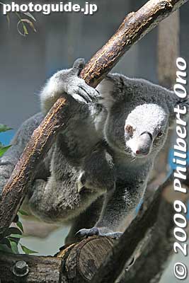 My baby...
Keywords: tokyo hino tama zoo animals baby koala