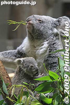 The baby koala also tried eating some leaves.
Keywords: tokyo hino tama zoo animals baby koala