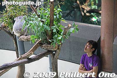 A zookeeper observes the baby koala and mother feeding.
Keywords: tokyo hino tama zoo animals baby koala