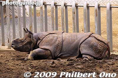 Rhino with its horn cut off.
Keywords: tokyo hino tama zoo animals 