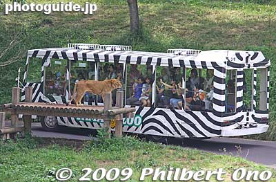 Lion bus takes you up close to see the lions. Pay an extra 300 yen for the bus.
Keywords: tokyo hino tama zoo animals 