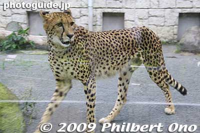 Sleek cheetah, I must say it is a beautiful animal. Obviously designed for speed.
Keywords: tokyo hino tama zoo animals 