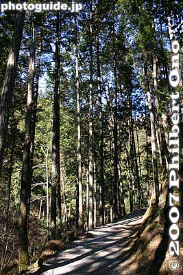 Trail to Hossawa Falls
Keywords: tokyo hinohara-mura village hossawa waterfall trees forest