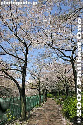 Pleasant walking path.
Keywords: tokyo itabashi-ku ward shakujii river cherry blossoms flowers river trees