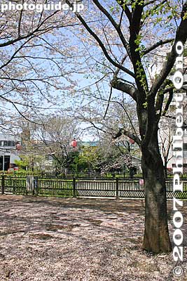 Keywords: tokyo itabashi-ku ward shakujii river cherry blossoms flowers river trees