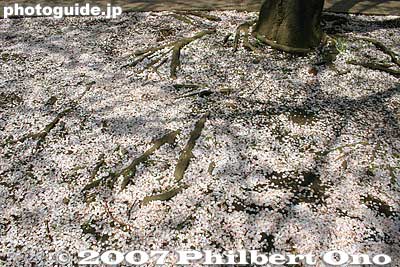 Petals and tree roots.
Keywords: tokyo itabashi-ku ward shakujii river cherry blossoms flowers river trees
