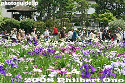 Quite a crowd.
Keywords: tokyo katsushika ward horikiri iris garden flowers shobuen