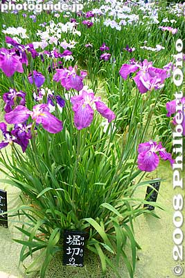 Keywords: tokyo katsushika ward horikiri iris garden flowers shobuen