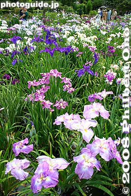 Keywords: tokyo katsushika ward horikiri iris garden flowers shobuen tokyo katsushika ward horikiri iris garden flowers shobuen
