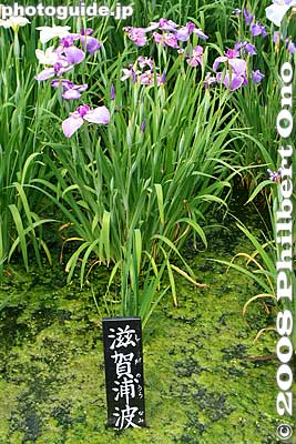 Shiga's Bay Waves, Horikiri Iris Garden 滋賀浦波
Keywords: tokyo katsushika ward horikiri iris garden flowers shobuen fromshiga