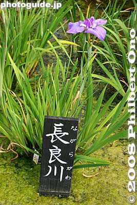 Nagaragawa (Nagara River) iris
Keywords: tokyo katsushika ward horikiri iris garden flowers shobuen