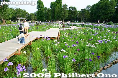 A wooden boardwalk is provided to view the irises.
Keywords: tokyo katsushika-ku mizumoto park iris garden flowers matsuri festival shobu