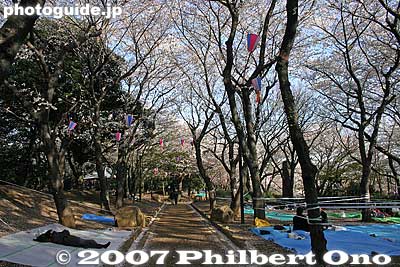 Vinyl tarps reserve picnic areas for flower-viewing parties at night.
Keywords: tokyo kita-ku ward asukayama park cherry blossom sakura