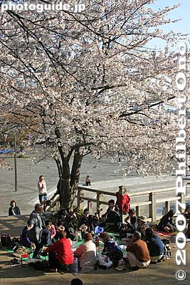 Flower-viewing parties can in the daytime or nighttime
Keywords: tokyo kita-ku ward asukayama park cherry blossom sakura