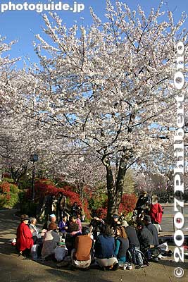 Great day for flower-viewing
Keywords: tokyo kita-ku ward asukayama park cherry blossom sakura
