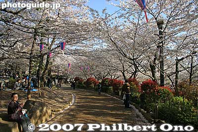 Cherries all over the park
Keywords: tokyo kita-ku ward asukayama park cherry blossom sakura
