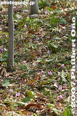 Among the trees and grass, you can see the small purple flowers. C地区
Keywords: tokyo kiyose katakuri japanese dog's tooth violet flower