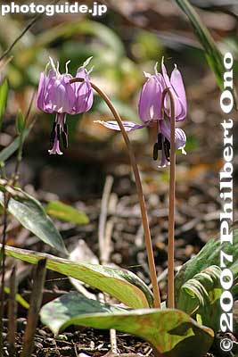 The flower is a member of the lily family, not really a violet.
Keywords: tokyo kiyose katakuri japanese dog's tooth violet flower
