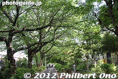 Keywords: tokyo kodaira green road trees