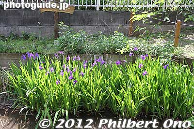 Some early-blooming irises.
Keywords: tokyo kodaira green road trees