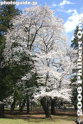 Tall one
Keywords: tokyo koganei sakura cherry blossom park