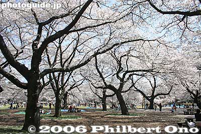 Another cherry tree forest near the center of the park.
Keywords: tokyo koganei sakura cherry blossom park