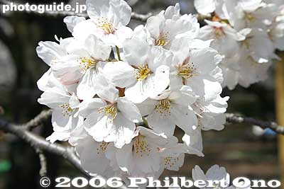 Typical Somei-Yoshino cluster of cherry blossoms
Keywords: tokyo koganei sakura cherry blossom park