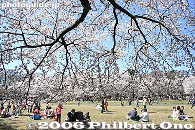 Cherry blossom curtain
Keywords: tokyo koganei sakura cherry blossom park