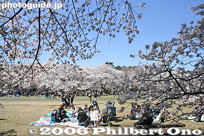 This was a weekday.
Keywords: tokyo koganei sakura cherry blossom park