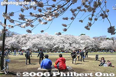 Beautiful day
Keywords: tokyo koganei sakura cherry blossom park