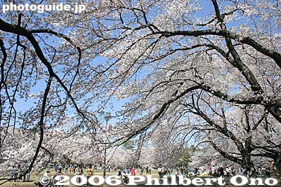 Cherry blossom veil
Keywords: tokyo koganei sakura cherry blossom park japanharu tokyonature